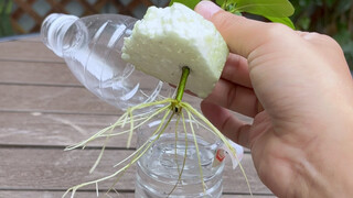 You don't need to buy an osmanthus tree, you can just cut a branch and propagate it
