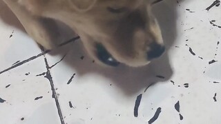 Xiu Gou: Thanks for scalding me to death