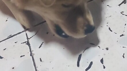 Chó sửa: Cảm ơn cậu đã làm tôi bỏng chết đấy