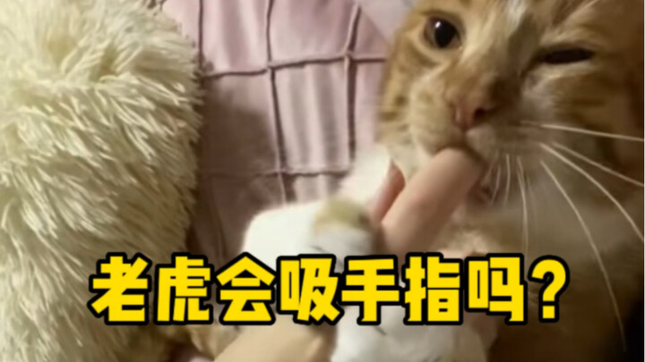 Kittens have a habit of sucking their fingers—so do tigers suck their fingers too?