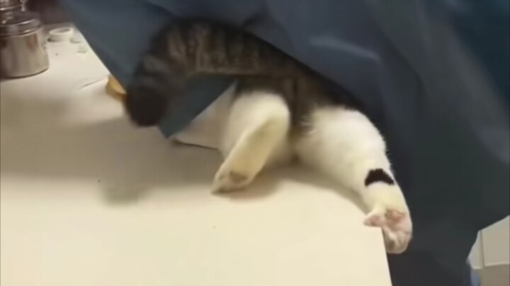 แมว : "กังวลจนนิ้วเท้าแตกเลย!!!"