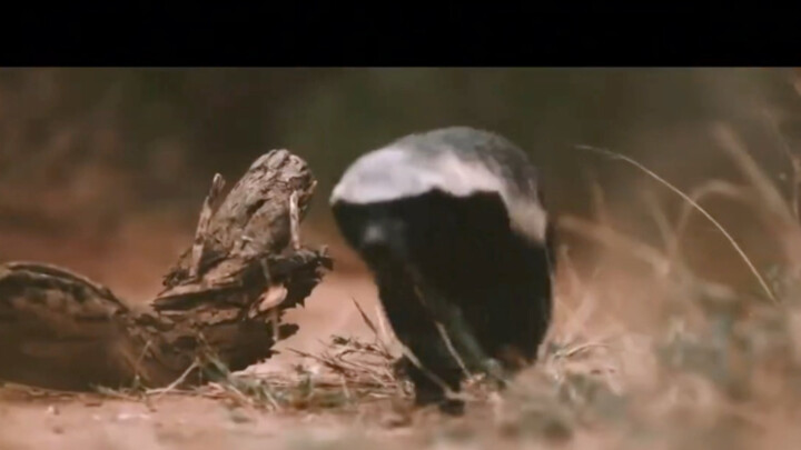 Lửng mật: Đố bạn biết vì sao tôi lại là kẻ thù số một của bạn?