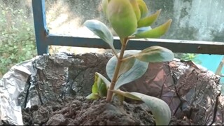 Plant pot jugaar: an aluminium foil bowl! Perfect for emergency planting.