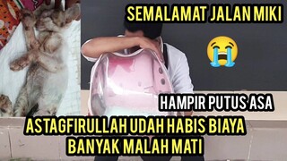 Sedih Banget Anak Kucing Miki Yang Ketabrak Di Jalanan Tidak Bisa Tertolong..!