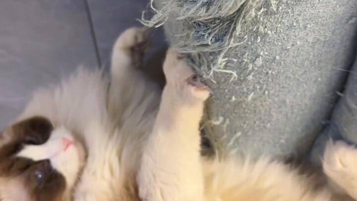 You may be able to use the newly learned "One Trick to Solve the Problem of Cat Scratching the Sofa"