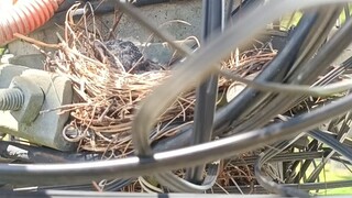 buhay lineman splicer