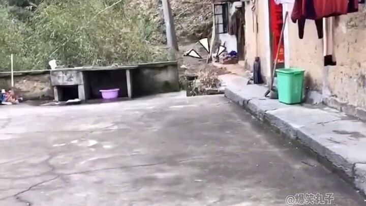 Anjing itu menjalani kehidupan idamanmu