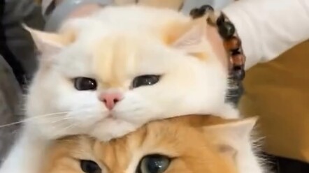 Let's fold some cats together!