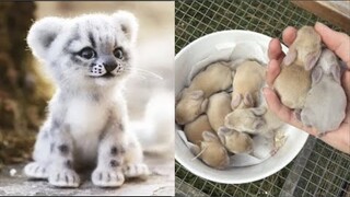 Cute baby animals Videos Compilation cute moment of the animals - Cutest Animals #1