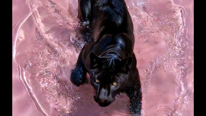 Black Panther