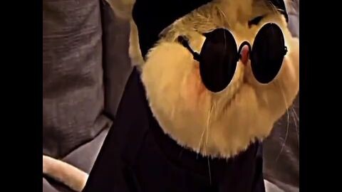 dojo com back guys🤭🤭🤭