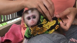 Mom dress up monkey Mino