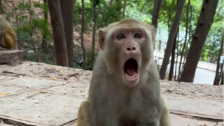 Mysophobic Monkey
