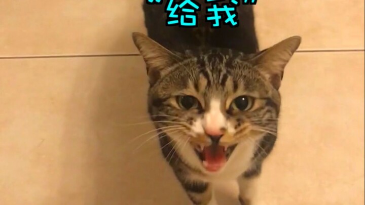 Phần 1 của Vũ Mẫu Tử – Cứ thế mà chơi không ngừng, rốt cuộc có gì vui đến vậy?