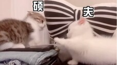【SEVENTEEN】Animal Meal Replacement for Second Human