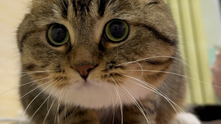 Mi, menabrak orang hingga terjungkal