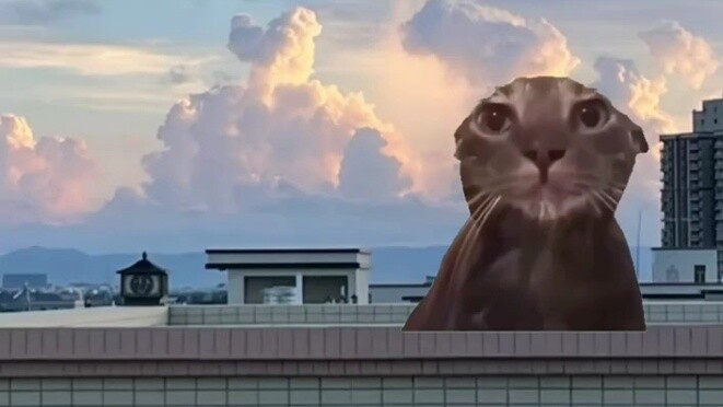 Don't let bullies win #catmeme #biocatmeme