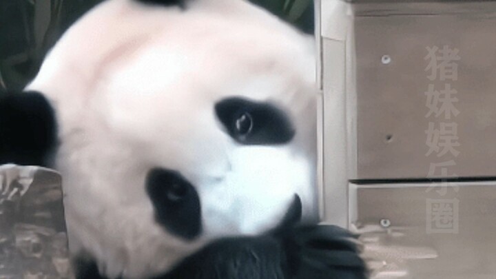 Fubao đã học được cách trêu chọc ông nội rồi!