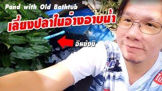 เลี้ยงปลาในอ่างอาบน้ำเก่า DIY Aquarium Pond with Old Bathtub