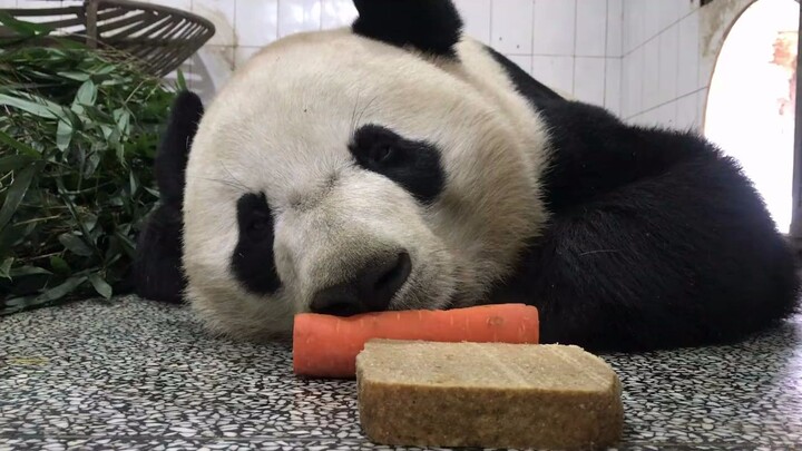 [Panda Beibei] กินจนเบื่อแล้ว หนูอยากกินหน่อไม้ต่างหาก