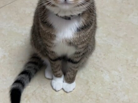 Have you ever seen such a mesmerizing calico cat?