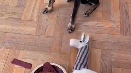 Dog: Damn, I’m toxic!