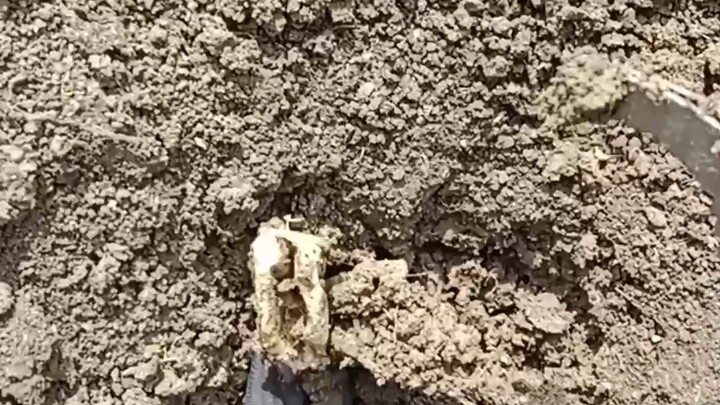 Bongkar sarang & melepas anakan ular kobra ke habitatnya