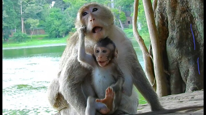 Wow Baby Monkey Try To Talk Mom Like That,Tara Monkey Reject Her Baby No Want Like This