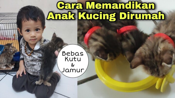 Cara Memandikan Anak Kucing Dirumah | Membasmi Kutu & Jamur