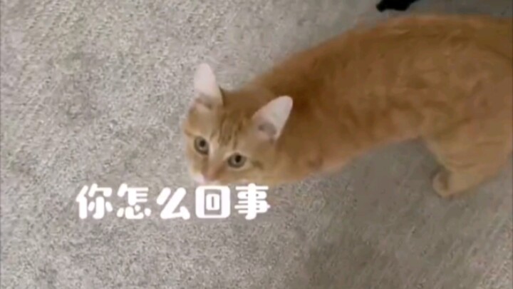 反复拒绝来自猫猫的贴贴会怎样