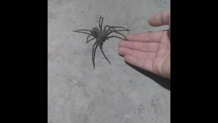 إغاظة عنكبوت الأرجل البيضاء ذو الجبهة البيضاء