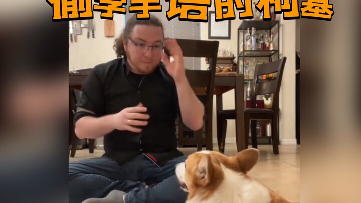 Saat kamu memiliki seekor anjing corgi yang mencuri-curi belajar bahasa isyarat