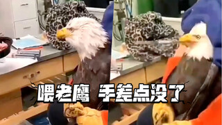 果然是一只猛禽