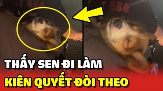 Cười xỉu với chú chó đòi theo Sen MƯU SINH nhưng lại NGỦ QUÊN giữa đường 😂 | Yêu Lu