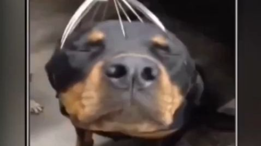Crazy_funny_video_no_watermark