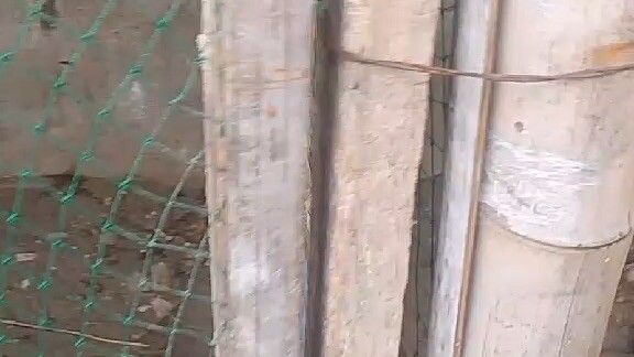 Cardinal x mcleen. Hatch