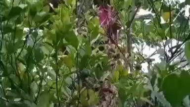 short video, this little boy got a lot of money by farming