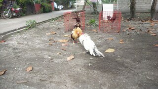 spar 2