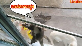 ที่ไหนที่ว่าสูง เด็กๆเทสสส..สสส เหมียววววว..วววว