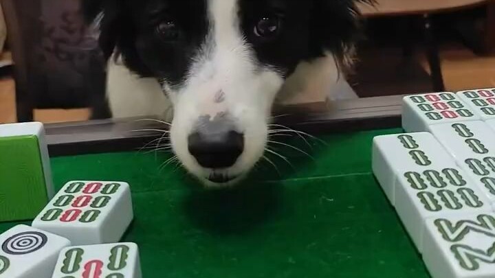 สะดุ้งเลย มองเห็นหมาบอร์เดอร์คอลลี่เล่นไพ่มาจิ๊วอยู่นี่เอง!