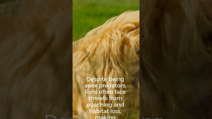 Lions Part2 #interestingfacts #BigCatFacts #lionfacts
