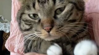 It's confirmed! My cat is really sick!