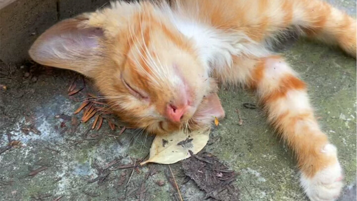Kucing oranye yang mengembara itu tidak makan dan tidak minum; ketika ia hampir tidak sanggup bertah
