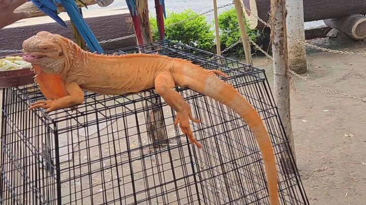 Feeding the giant Orange Iguana! 🦎 Look how calmly he is eating. Nature is so beautiful. The parrot