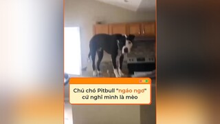 Chú chó Pitbull cứ nghĩ mình là một chú mèo tiktoknews vnnnfunfact vnnn fyp foryoupage dongvat thegioidongvat khampha thucung