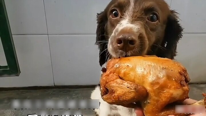 A puppy’s love is always sincere and warm