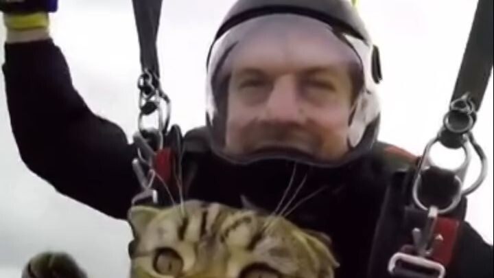 kucing terbang