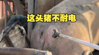 这头猪不耐电，请艾特几只耐电的！