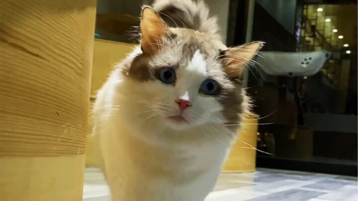 The highest treatment at a cat cafe