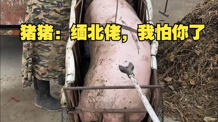 Chú heo: Mày là thằng Bắc Miến, tao sợ mày rồi đó